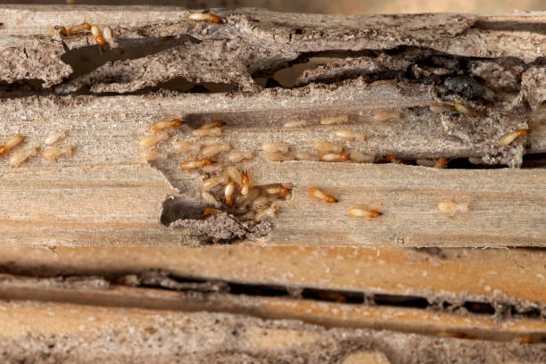 Best Wildlife Control Services  in Leisure Knoll, NJ